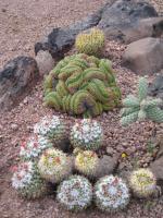 Aberrant Cacti